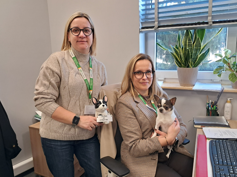 Zbiórka dla schroniska Dąbrówka 3